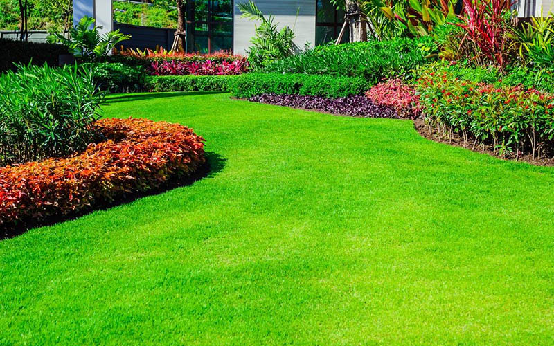Discover the Secrets of Softest Grass: A Guide to Lush Lawns