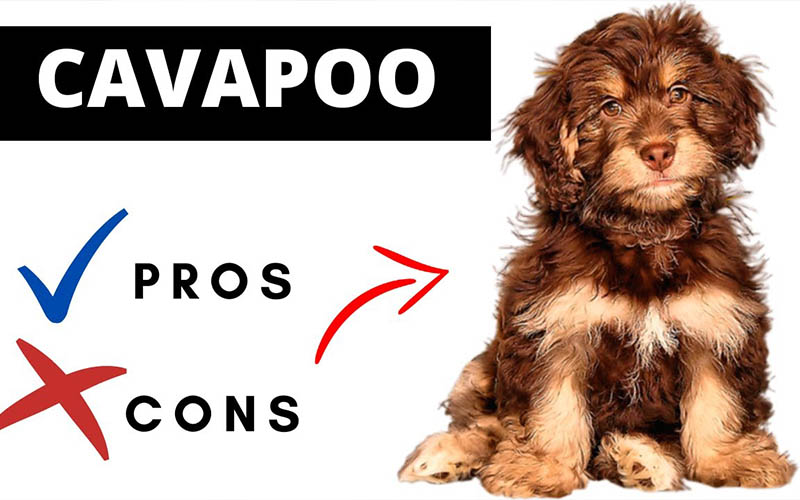 Cavapoo pros and cons