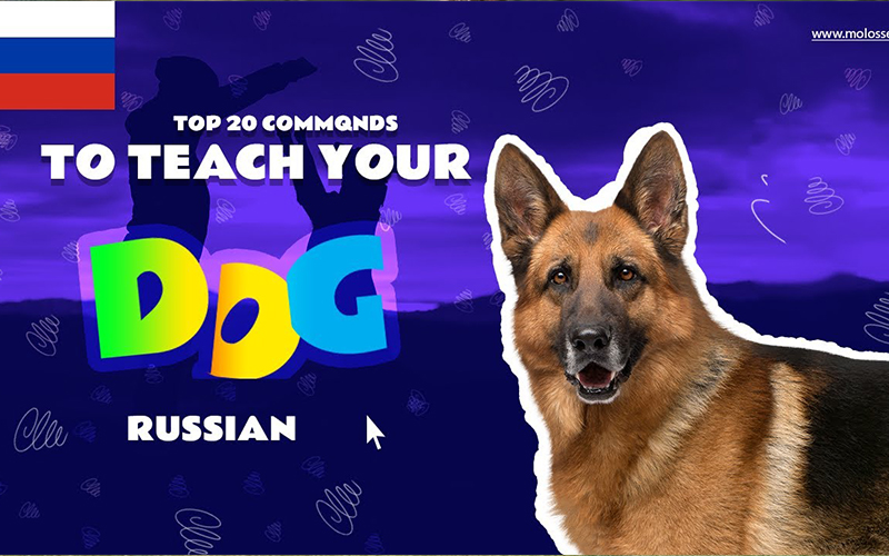 dog commands in russian