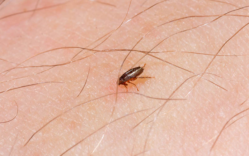 can fleas travel on humans to another house