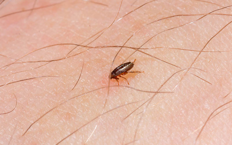 Can fleas travel on humans to another house