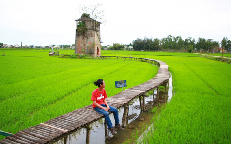 Flower field nguyen duy tri • wait for winter • 2022