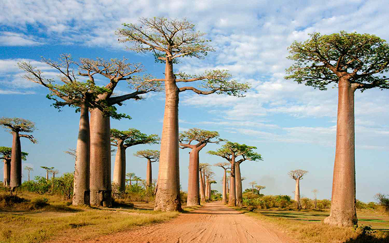 Discover the Wonders of Madagascar: A Biodiversity Hotspot