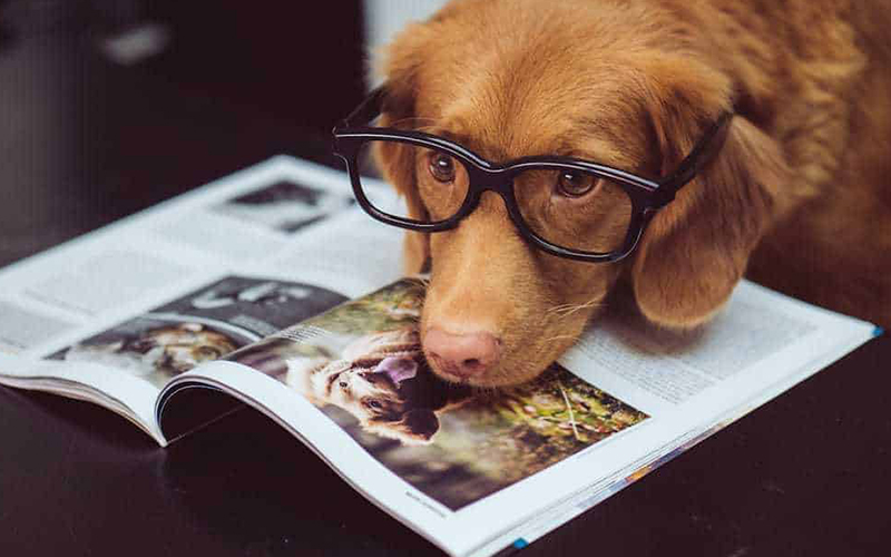 What are the benefits of using pet ads.com for finding your perfect pet?